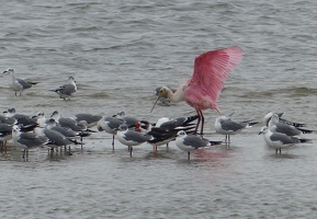 Laughing Gulls, two Black Skimmers, one Roseate Spoonbill